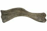 Fossil Hadrosaur (Maiasaura) Left Humerus Bone - Montana #214275-5